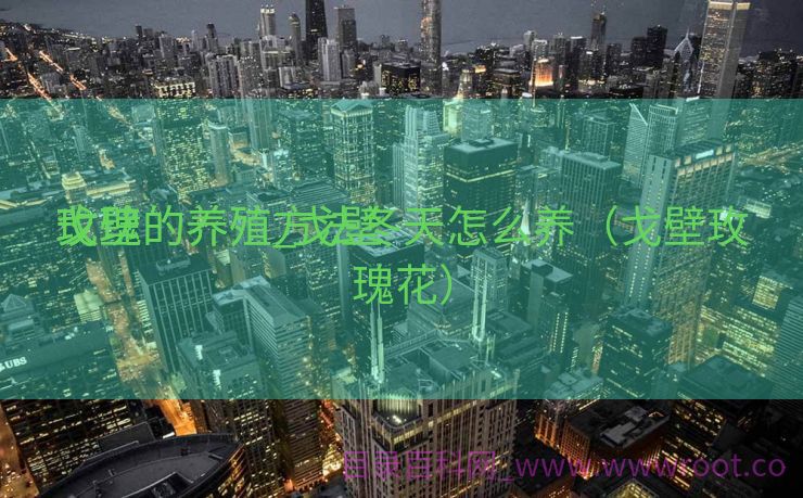 戈壁
玫瑰的养殖_戈壁
玫瑰的养殖方法冬天怎么养（戈壁玫瑰花）