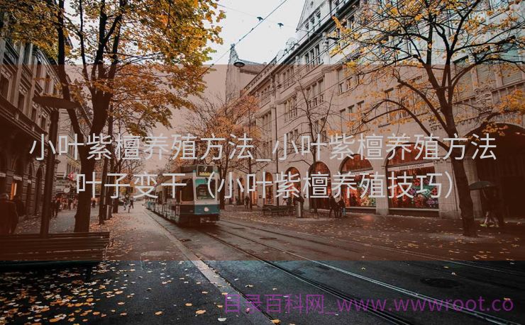小叶紫檀养殖方法_小叶紫檀养殖方法叶子变干（小叶紫檀养殖技巧）